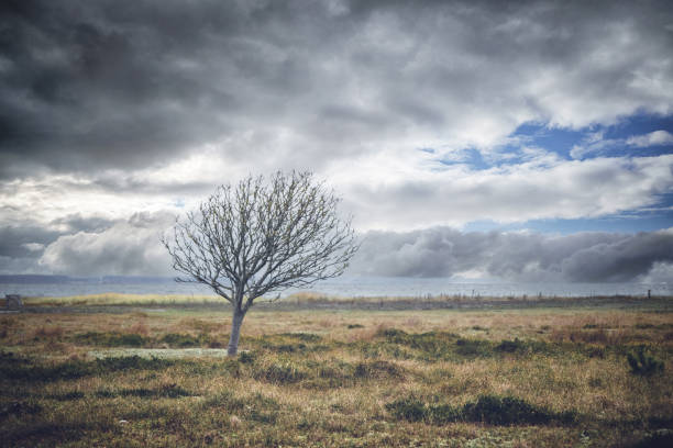 Lonely tree without leaves on a meadow stock photo