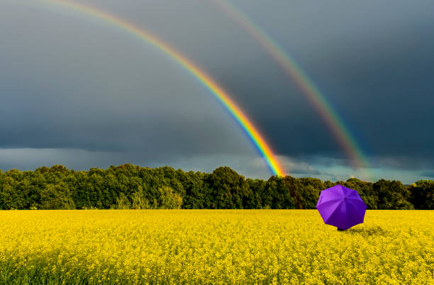 Lonely umbrella among the field with blossom rapeseed stock photo