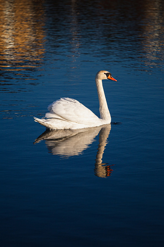 Lonely white swan on a blue mirror surface of the water
