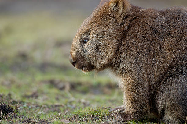 Lonely Wombat "The lonely wombat is wondering something. It looked sad, missing, thinking or even taking meditation. This wombat was in the wildlife. WombatLocation: Narawntapu National Park, Tasmania, AustraliaRelated images:" tasmania photos stock pictures, royalty-free photos & images
