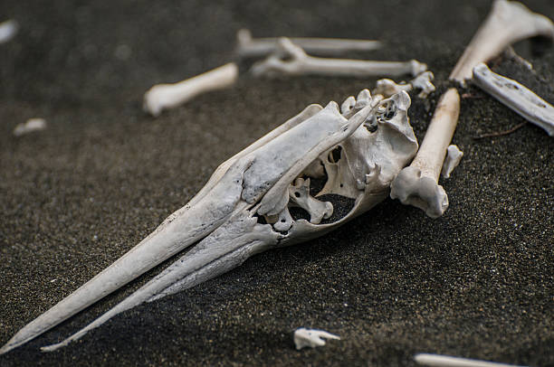 long mort - squelette oiseau photos et images de collection