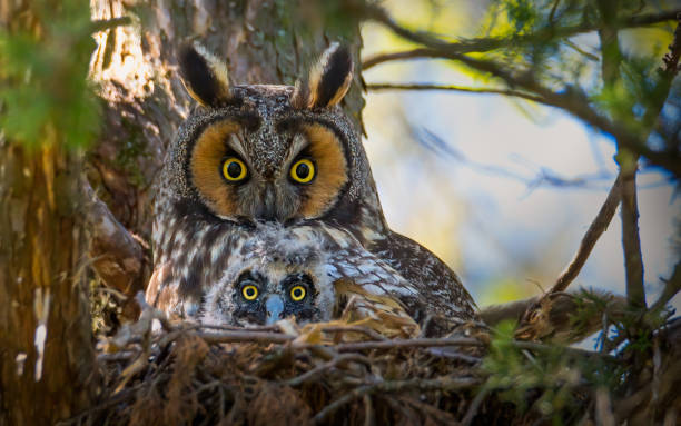 long eared owl stock photo