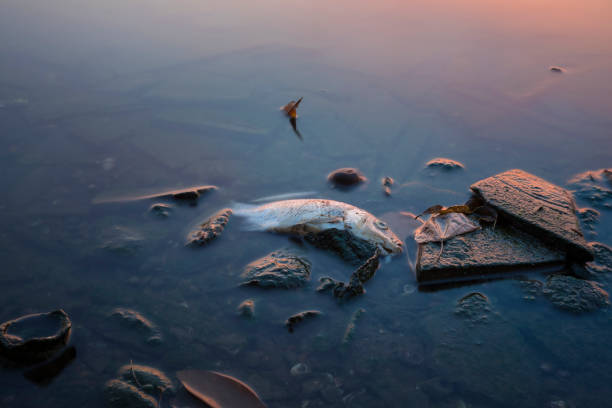Long exposure of dead fish on lake in Asia Long exposure of dead fish on lake in Asia water pollution stock pictures, royalty-free photos & images