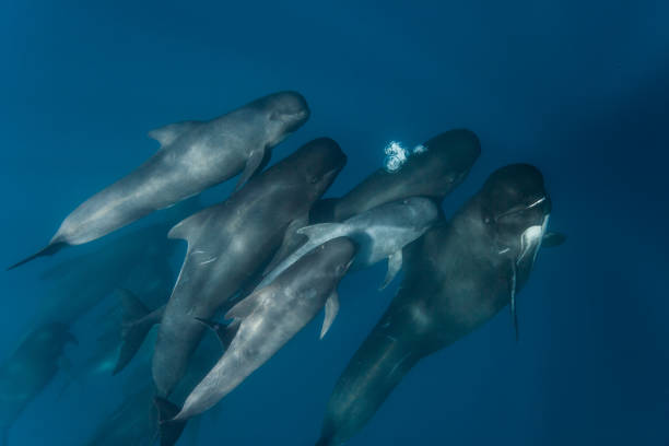 Long finned pilot whale pod with calf, Straits of Gibraltar stock photo