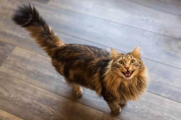 A long haired brown tabby cat is sitting on a hardwood floor and looking up straight to the camera and asking for treats A long haired brown tabby cat is sitting on a hardwood floor and looking up straight to the camera and asking for treats meowing stock pictures, royalty-free photos & images