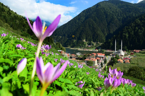 Long lake and flowers /Trabzon ,Turkey stock photo