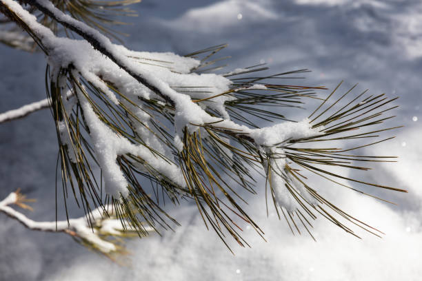 Long Pine Needle Branch Close-up with Snow stock photo