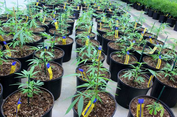 Long rows of cannabis plants in vegetative growth stage stock photo