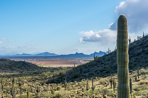 A long slender Saguaro Cactus in Casa Grande, Arizona in Casa Grande, Arizona, United States