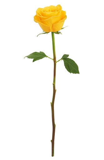 Beautiful Long Stem Yellow Rose isolated on white