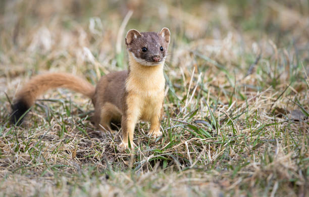 Long tailed weasel stock photo