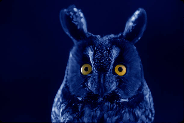 Long-eared Owl at night stock photo