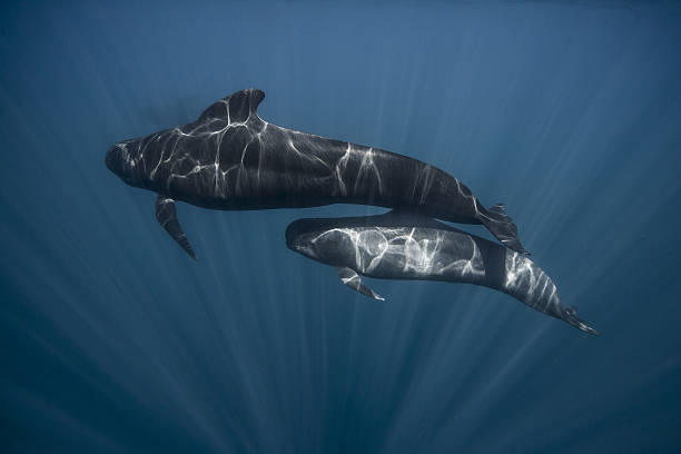 Long-finned Pilot Whale and calf (Globicephala melas), Strait of Gibraltar stock photo