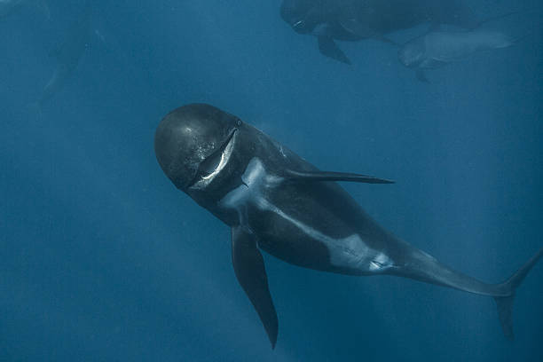 Long-finned Pilot Whale (Globicephala melas) Strait of Gibraltar stock photo