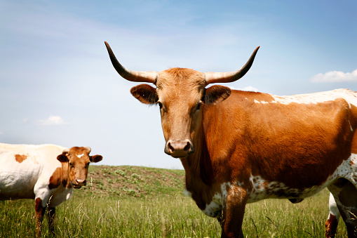 Two cows standing in a field on a warm summer day. The photo has a nice blue sky and green grass.  Texas Longhorns