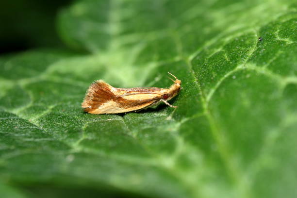 Long-horned Moth (Crocanthes prasinopis) stock photo