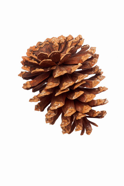 Longleaf pine cone Longleaf pine (Pinus palustris). Called Southern Yellow Pine also. Image of cone isolated on white background ponderosa pine tree stock pictures, royalty-free photos & images