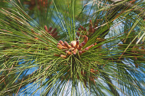 Longleaf pine pollen cones stock photo