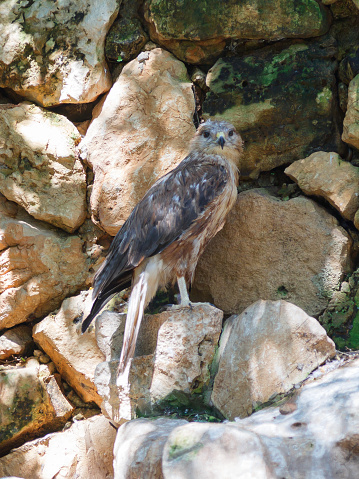 Long-Legged Buzzard - Buteo rufinus - is sitting on a rock and looking out for prey