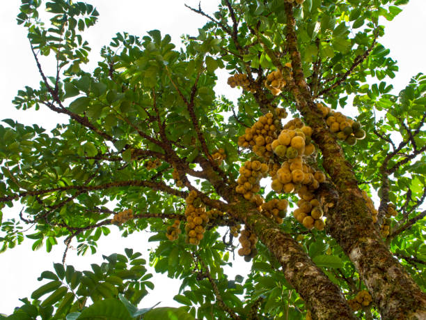 дерево лонгонг - langsa стоковые фото и изображения