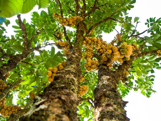 дерево лонгонг - langsa стоковые фото и изображения