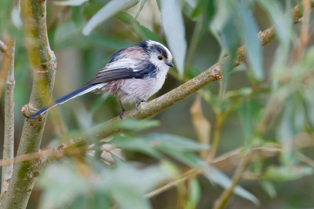 Long-tailed Tit (Aegithalos caudatus) perched on branch, the Netherlands stock photo