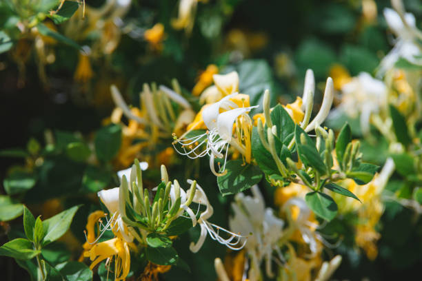 Lonicera japonica Thunb or Japanese honeysuckle yellow and white flower in garden. stock photo