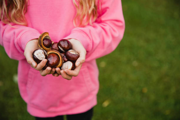 Look at all of These Conkers Close-up view of an unrecognisable little girl standing outside. The little girl has her hands cupped together with a handful of conkers. horse chestnut seed stock pictures, royalty-free photos & images