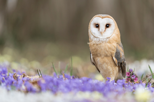 the wonderful Barn owl on ground among the violets