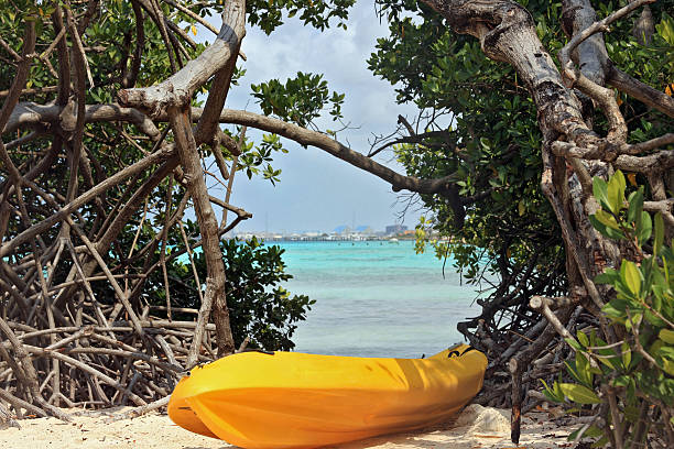 look authentique des palétuviers - kayak mangrove photos et images de collection