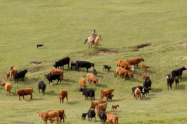 Looking at Cattle from Above stock photo