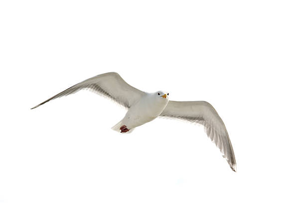 Looking at the Camera A seagull in flight looking at the camera. seagull stock pictures, royalty-free photos & images