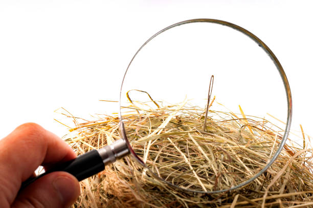 Looking for the needle in the haystack stock photo