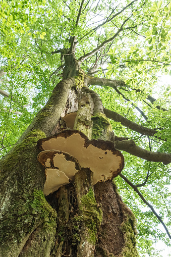 looking high along a tree in german forest with tinder sponge mushroom