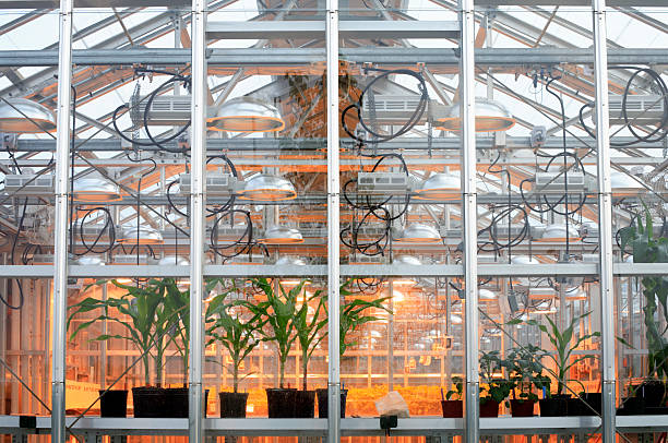 Looking into a modern greenhouse stock photo