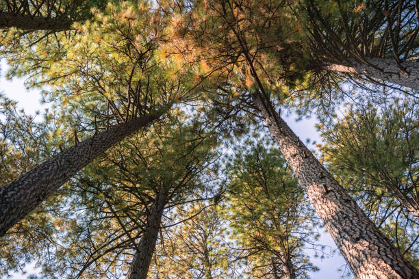 Looking up in a Ponderosa Pine forest on an autumn day, Calaveras Big Trees State Park, California  ponderosa pine tree stock pictures, royalty-free photos & images