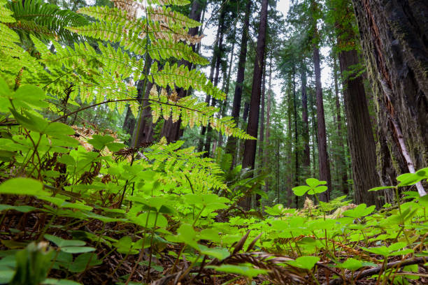 Looking up to the Giants through Fern and Trefoil, Humboldt Redwoods State Park, California stock photo