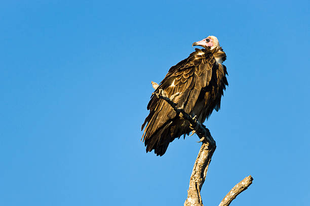 Lookout Vulture stock photo