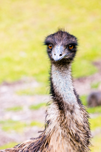Emus are one of the world’s largest birds living in Australia