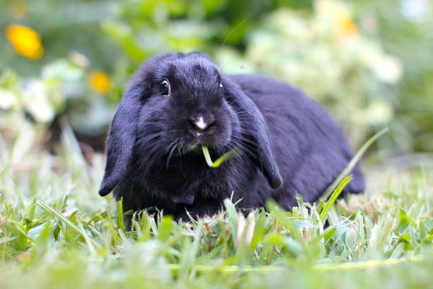 lop eared rabbit - dwarf rabbit bildbanksfoton och bilder