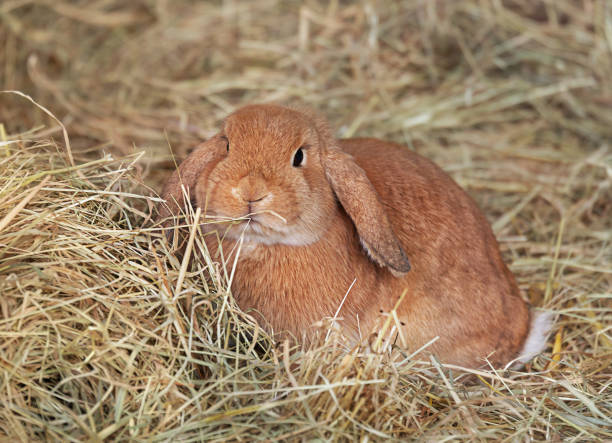 en lop-eared röd kanin sitter i torrt gräs. pet. - dwarf rabbit bildbanksfoton och bilder