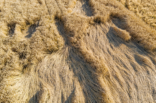 Losses in agriculture, aerial view of destroyed field of grain