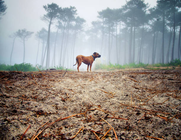 Lost dog in the forest. Portrait of a dog, fog in the forest in the background. Lonely dog concept. stock photo
