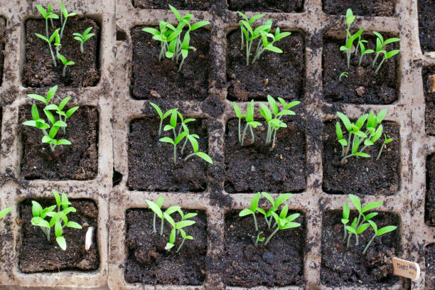 A lot of carton containers with tomatoes seedling is growing indoors. Top view. stock photo