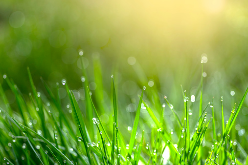 Lots Of Blades Of Green Grass With Morning Dew On Them Stock Photo ...