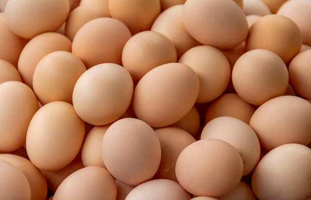 lots of eggs stock photo