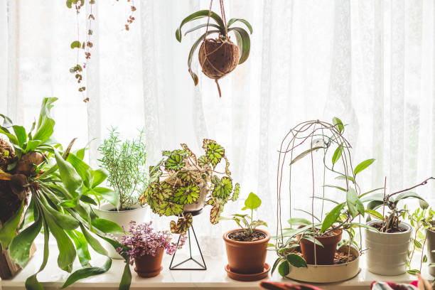 Lots of House plants growing in pots on windowsill stock photo