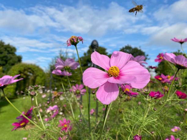 Lots of pink Cosmos on a sunny day. stock photo