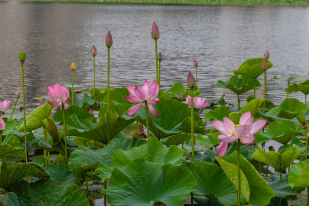 Lotus (water lily) blooming in summer stock photo