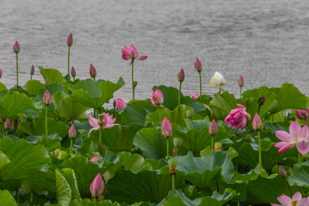 Lotus (water lily) blooming in summer stock photo